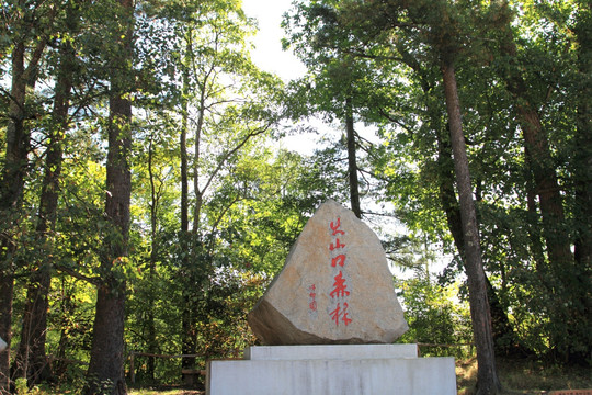 鏡泊湖 地下森林