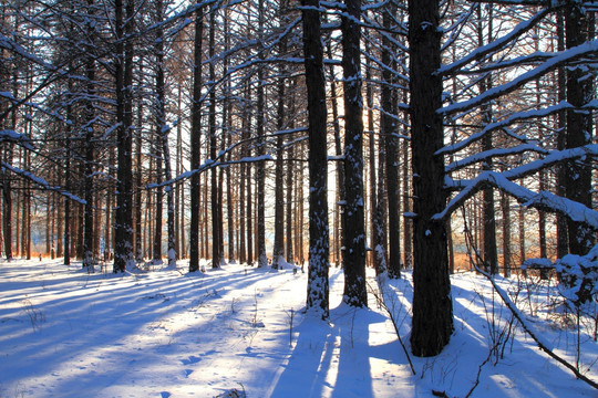 雪之林