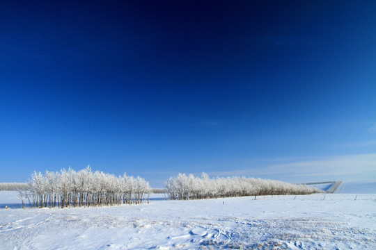 原野雪树