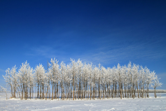 原野雪树