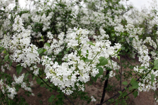 丁香花