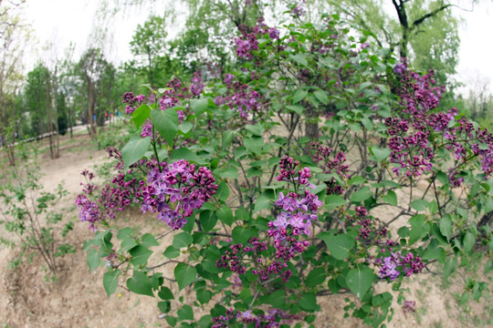 丁香花