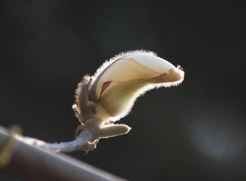 玉兰花开