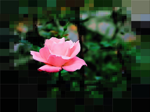 抽象畫 月季花