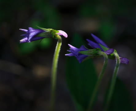 紫花地丁