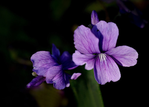 紫花地丁