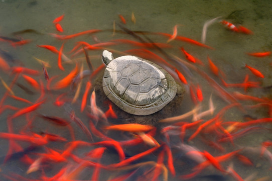 红鱼戏石龟 龟鱼同乐
