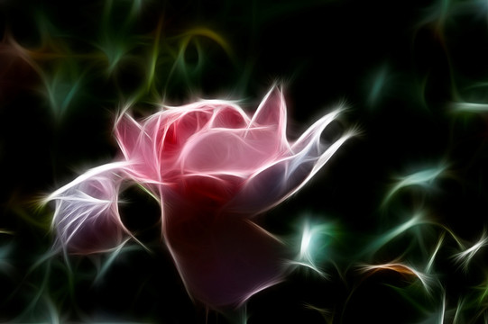抽象畫 月季花