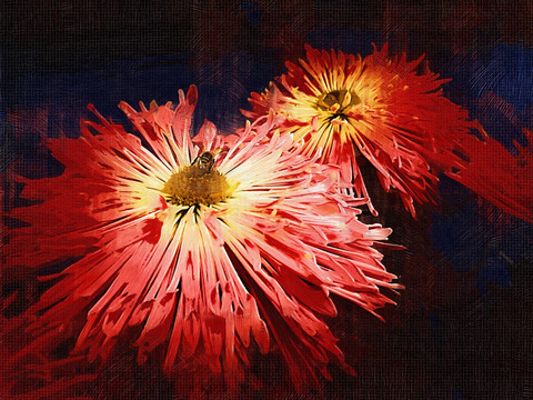 抽象畫 菊花