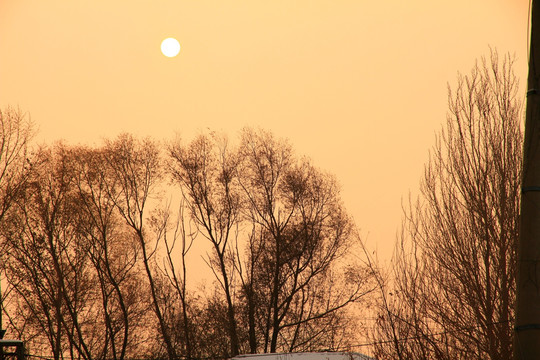 枯树 夕阳