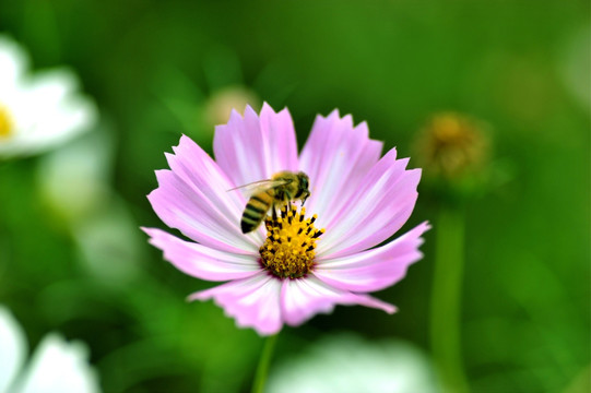 蜜蜂和格桑花