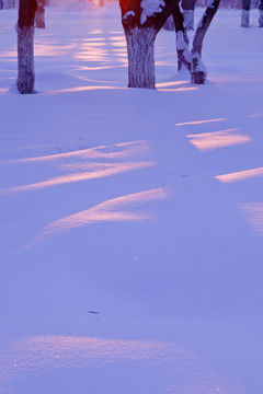 雪原