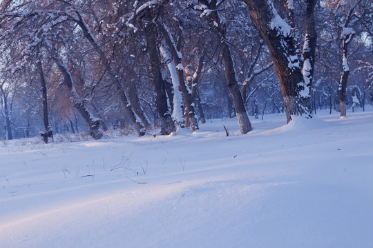 冬雪