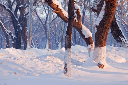 冬雪