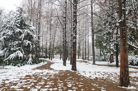 森林公园雪景