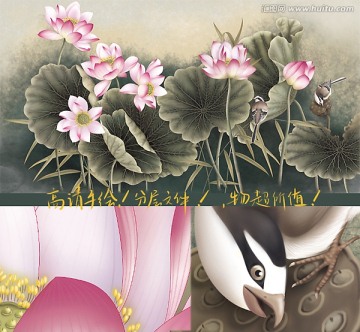 粉色荷花
