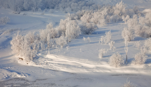 雪原