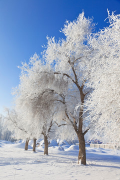 冬雪