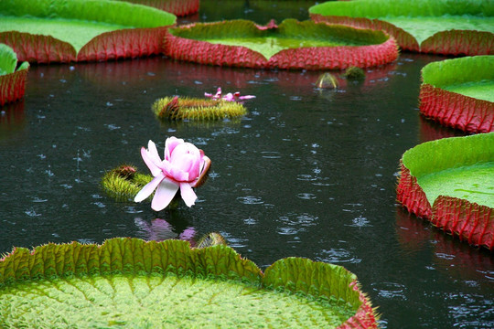 王莲花