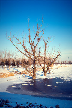 雪中树