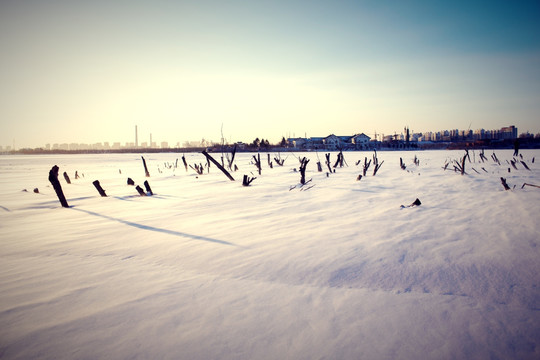 雪中树枝