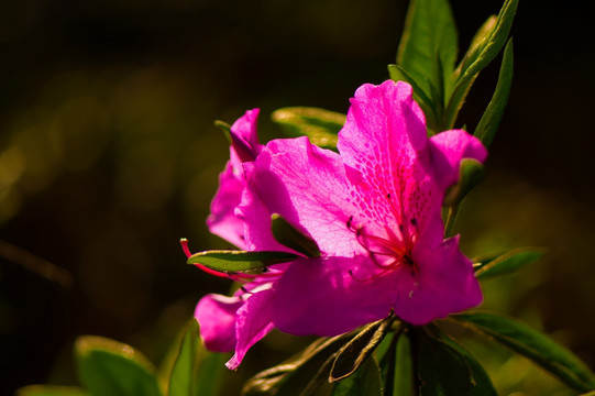 杜鹃花