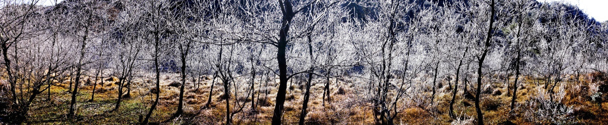 冰挂小树林
