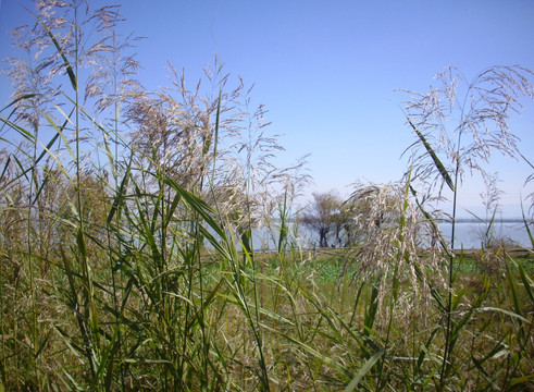 滇池湿地