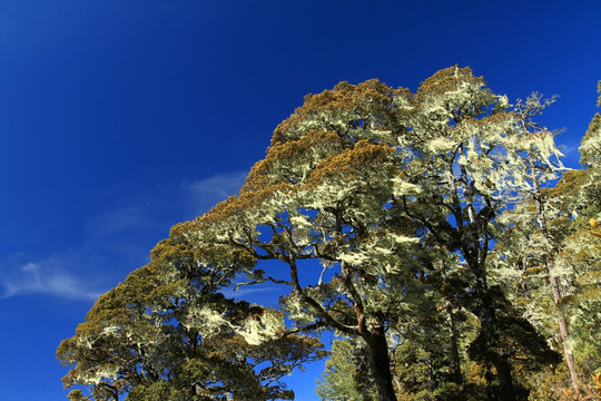 普达措国家森林公园