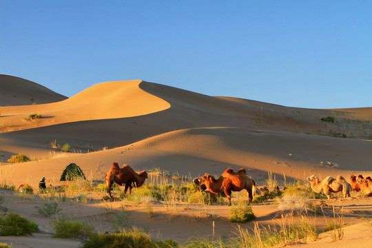 巴丹吉林 沙漠骆驼