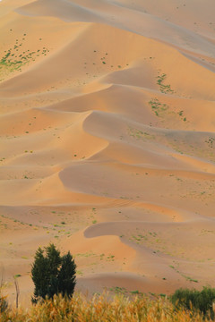 巴丹吉林沙漠 植物