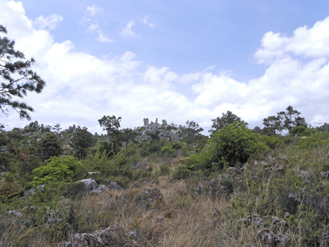 山野