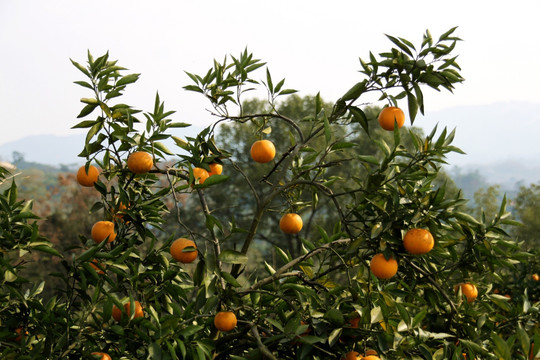 夏橙挂果