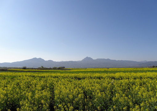 田野