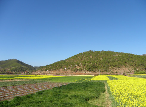 田地