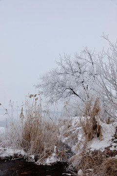 冬雪