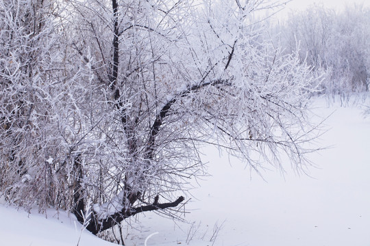 冬雪