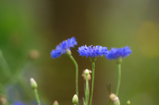 矢车菊