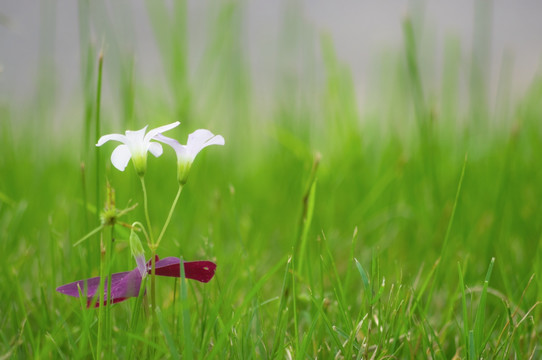 小白花