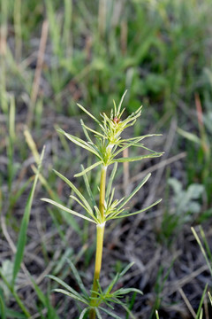 野生植物 蓬子菜