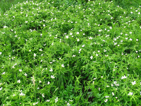 野生植物 二歧银莲花