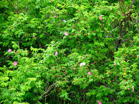 野生植物 野蔷薇