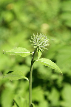 野生植物 山牛蒡