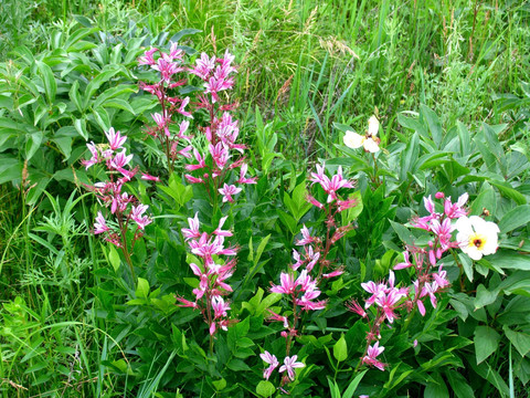 野生植物 白鲜