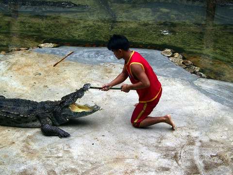 泰国北榄鳄鱼湖动物园