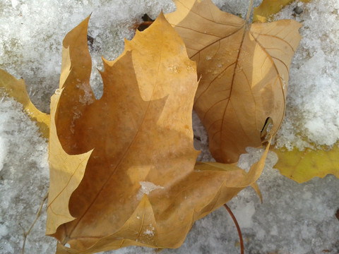 梧桐秋叶落雪中