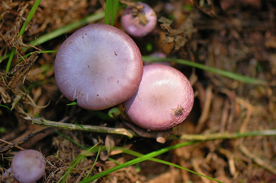 野山菌