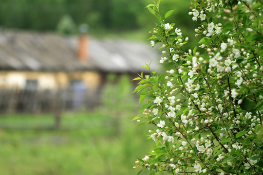 山里人家 山荆子花开