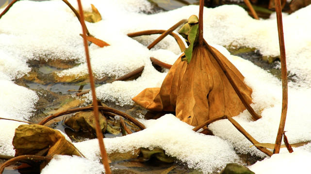 枯荷听雪