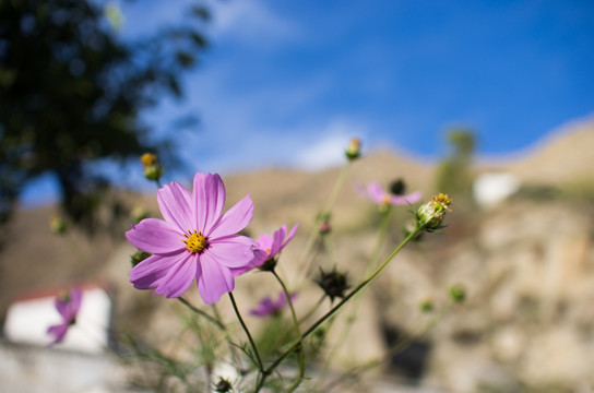 格桑花